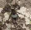Pardosa sp.